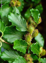 MSA FAGUS SYLVATICA 50 ML - Farmacia-flash.it