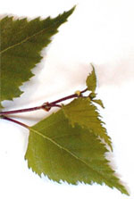 MSA BETULA VERRUCOSA 50 ML - Farmacia-flash.it