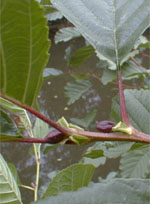 MSA ALNUS GLUTINOSA 50 ML - Farmacia-flash.it
