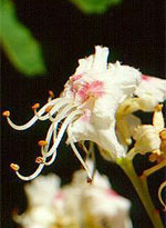 MSA AESCULUS HIPPOCA 50 ML - Farmacia-flash.it