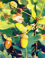 MSA QUERCUS PEDUNCOL 50 ML - Farmacia-flash.it