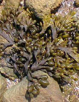 TSA FUCUS VESICULOSUS 50 ML - Farmacia-flash.it
