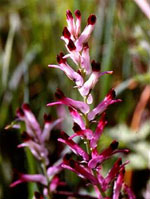 TSA FUMARIA OFFICINALIS 50 ML - Farmacia-flash.it