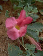 TSA HARPAGOPHYTUM 50 ML - Farmacia-flash.it