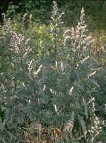 TSA ARTEMISIA VULGARIS 50 ML - Farmacia-flash.it