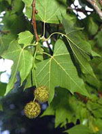 MSA PLATANUS ORIENTA 50 ML - Farmacia-flash.it