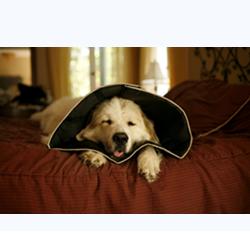 COMFY CONE COLLARE ELISABETTIANO INNOVATIVO XL DIAMETRO 30 CM - Farmacia-flash.it